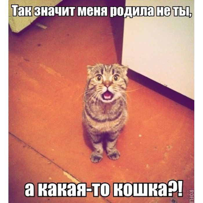 Пати пит меня полипа ЩЭШЩ