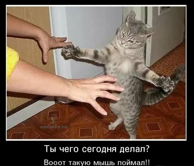 ТЫ ЧЕГО СЕГОДНЯ дЕПаП Вооот такую мышь поймал