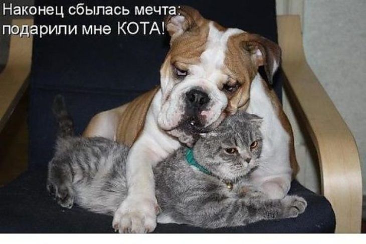 Наконец сбылась мечта подарили мне КОТА
