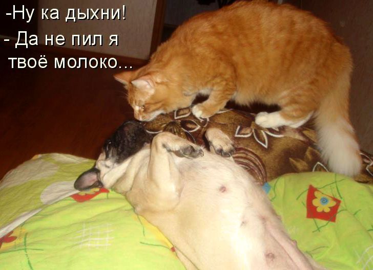 Ну ка дыхни Да не пил я