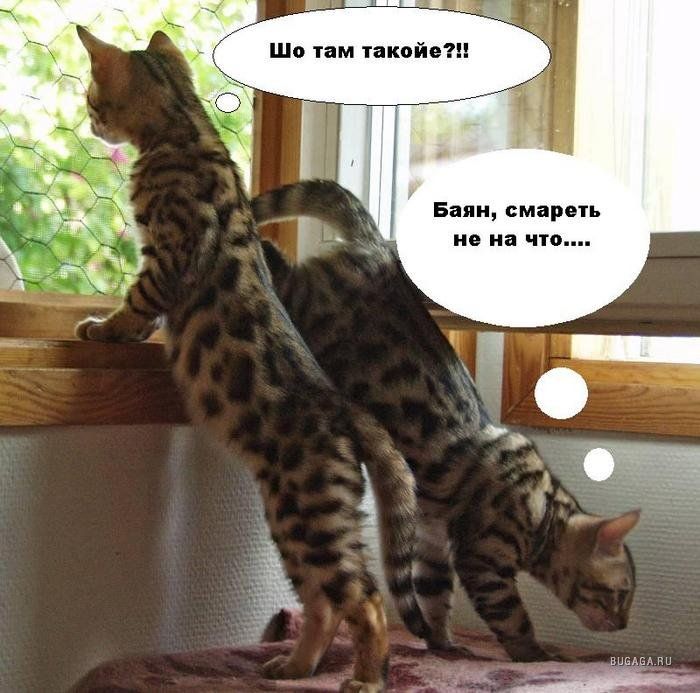 Бал смярвгь и ип что