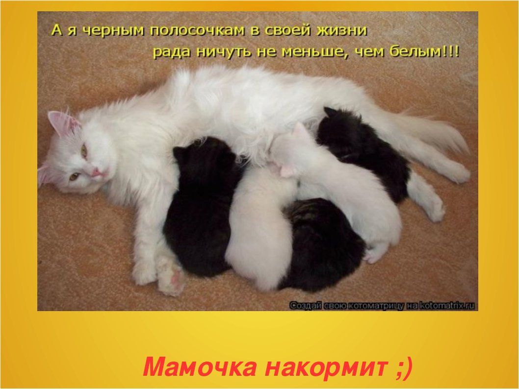 тёщи