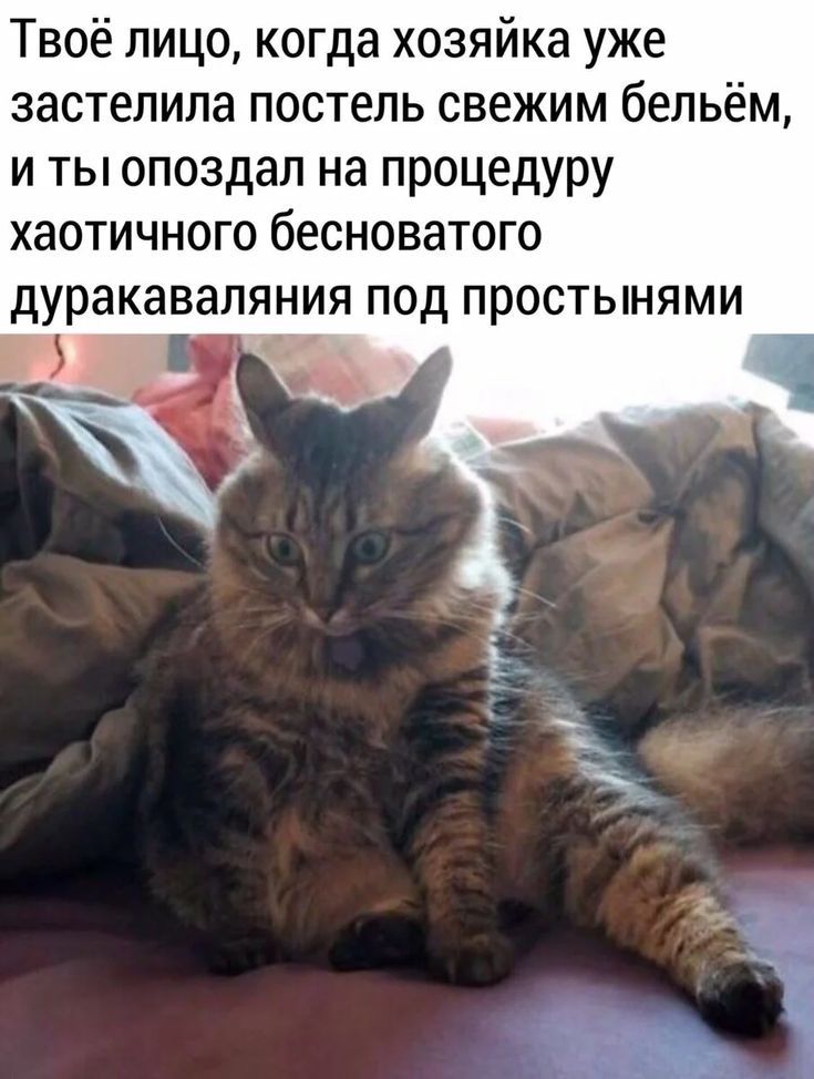 Твоё лицо когда хозяйка уже застелипа постель свежим бельём и ты опоздал на процедуру хаотичного бесноватого дуракаваляния ПОД ПРОСТЫНЯМИ