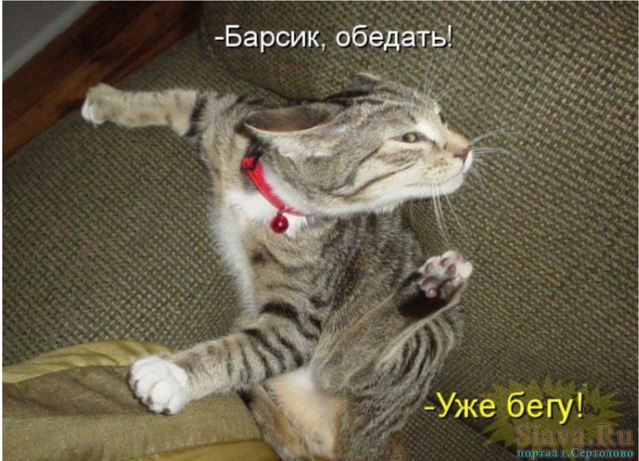 Барсик обеда