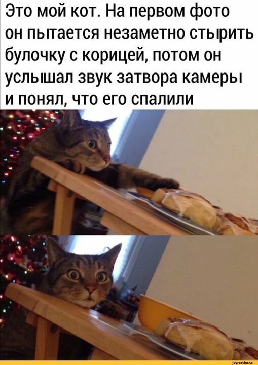 Это мой кот На первом фото он пытается незаметно стырить булочку с корицей потом он услышал звук затвора камеры и понял что его спалили