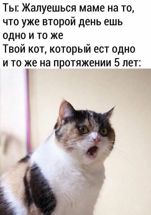 Ты Жалуешься маме на то что уже второй день ешь одно и то же Твой кот который ест одно и то же на протяжении 5 лет