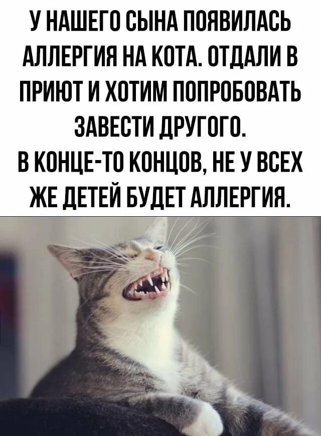 У НАШЕГО СЫНА ПОЯВИЛАСЬ АЛЛЕРГИЯ НА КОТА ОТЛАЛИ В ПРИЮТ И ХОТИМ ПОПРОБОВАТЬ ЗАВЕСТИ ЛРУГОГО В КОНЦЕ ТО КОНЦОВ НЕ У ВСЕХ ЖЕ ЛЕТЕИ БУДЕТ АЛЛЕРГИЯ