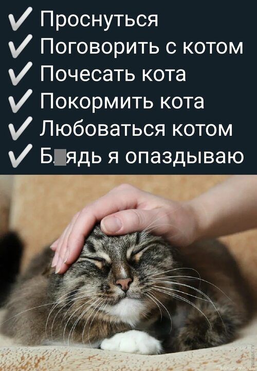 Проснуться Поговорить с котом Почесать кота Покормить кота Любоваться котом Бядь я опаздываю