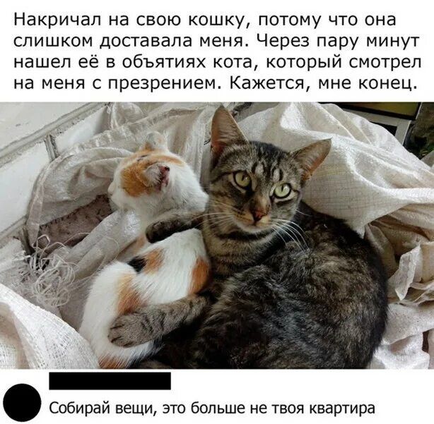 Накричап на свою кошку потому что она слишком доставала меня Через пару минут нашел ее в объятиях кота который смотрел на меня с презрением Кажется мне конец Собирай вещи это больше не твоя квартира