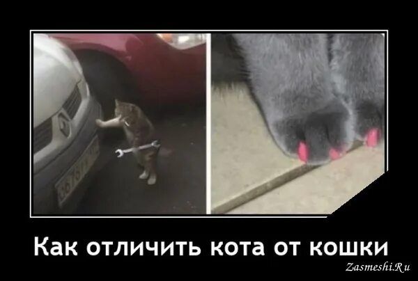 Как ОТЛИЧИТЬ кота ОТ КОШКИ Штаб яи