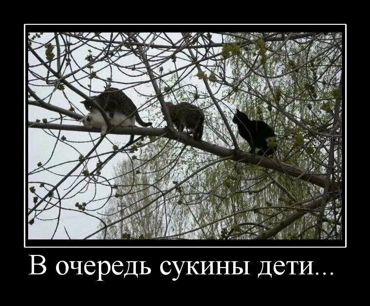 В очередь сукины дети