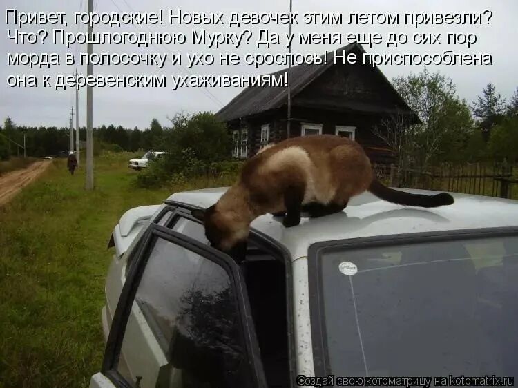 ищи тиши лич дц сии паи мышцы в пгт