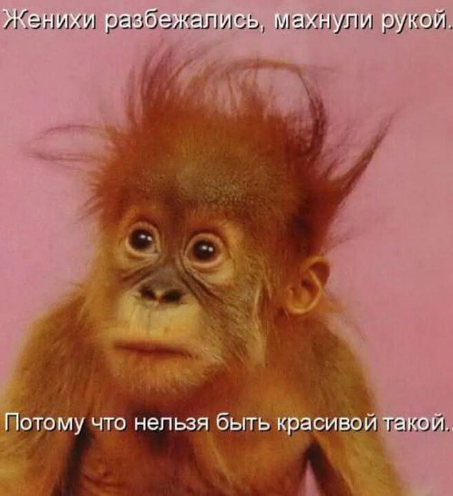шипы шлипи шути дітии о