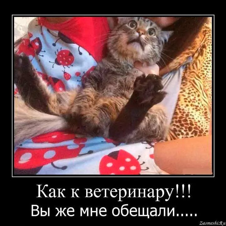 Как к ветеринару Вы же мне обещали ы