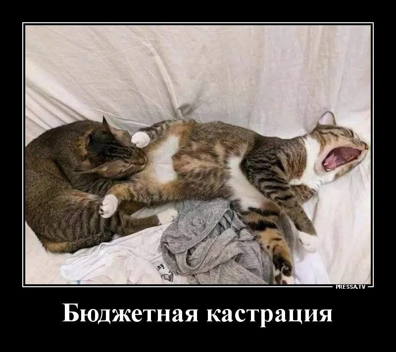 Бюджетная кастрация