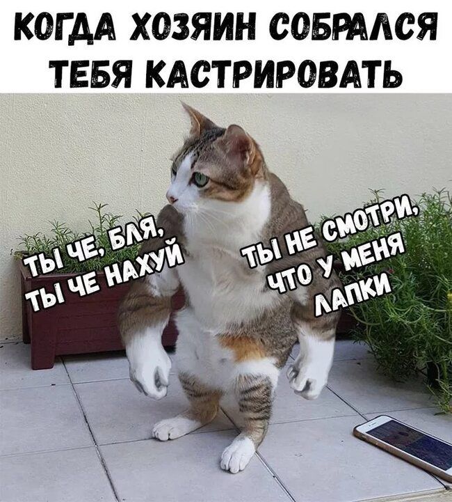 КОГДА ХОЗЯИН СОБРААСЯ ТЕБЯ КАСТРИРОВАТЬ