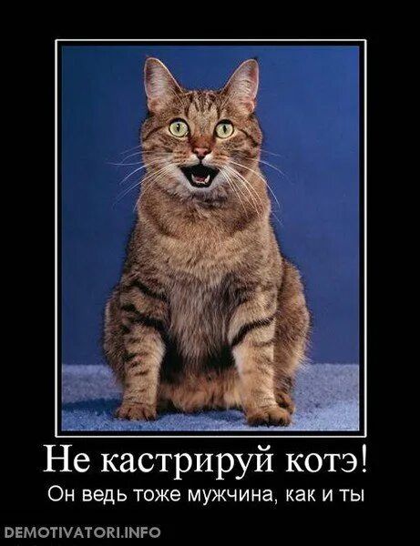 нд Не кастрируй котэ ОН ведь тоже мужчина как И ТЫ ОЕМОТШАТОКЦНРО