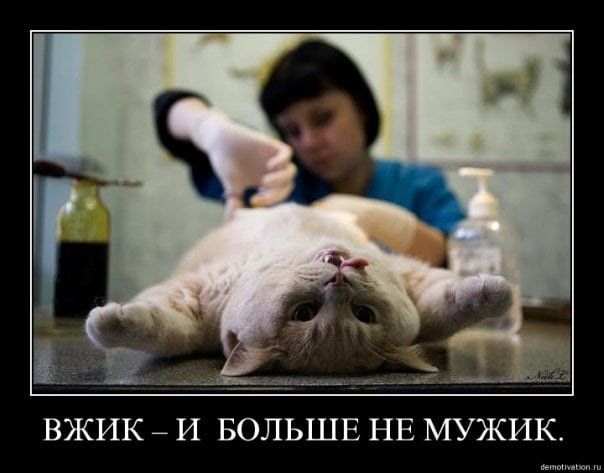 1 __ _ З _ ВЖИК И БОЛЬШЕ НЕ МУЖИК