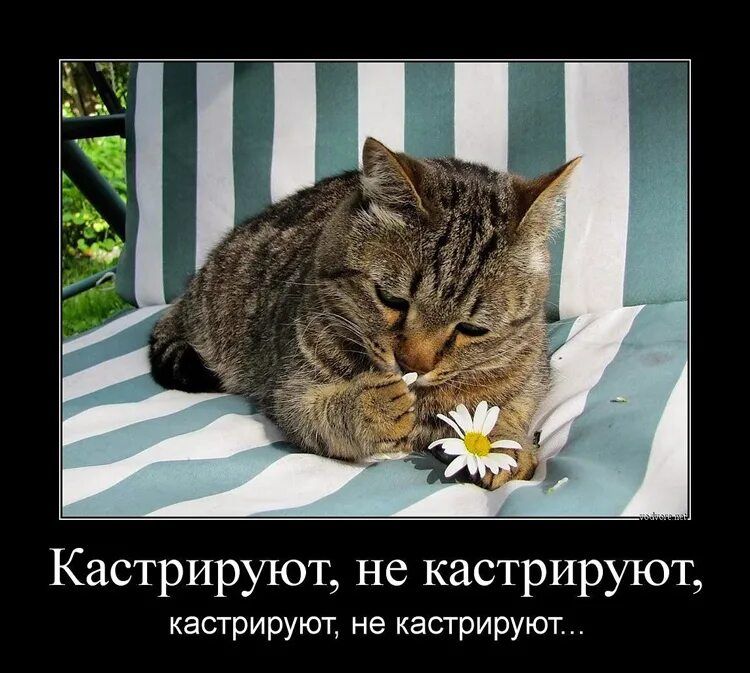 Кастрируют не кастрируют кастрируют не кастрируют