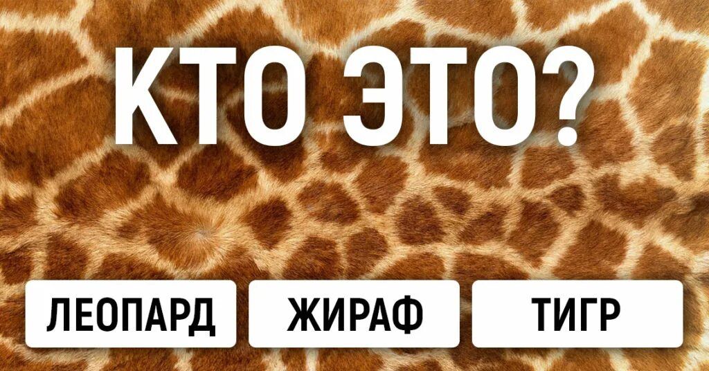 Х КТО ЭТО2