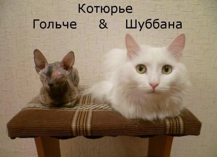 Котюрье Гольче Шуббана