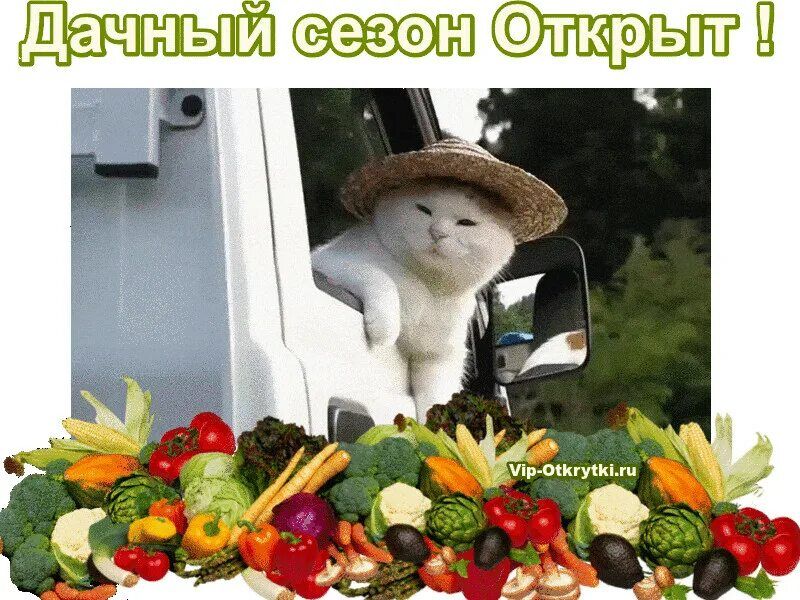 ДачныиТсезонклкрыны