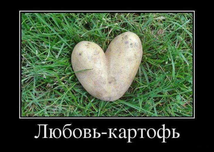 Любовь картофь