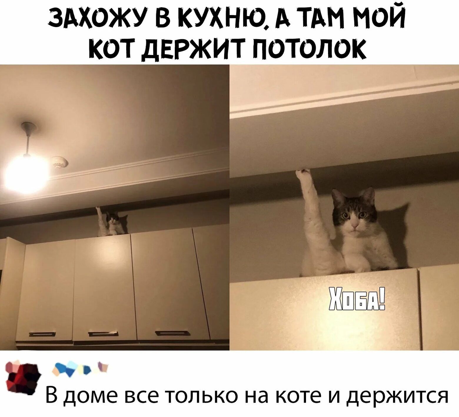 ЗАХОЖУ В КУХНЮ А ТАМ МОЙ КОТ дЕРЖИТ ПОТОЛОК В доме все ТОЛЬКО на коте И держится