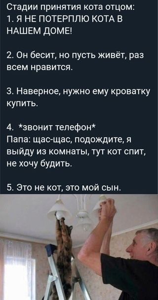 Стадии принятия кота отцом 1 Я НЕ ПОТЕРПЛЮ КОТА В НАШЕМ ДОМЕ 2 Он бесит но пусть живёт раз всем нравится 3 Наверное нужно ему кроватку купить 4 звонит телефон Папа щасщас подождите я выйду из комнаты тут кот спит не хочу будить 5 Это не кот это мой сын