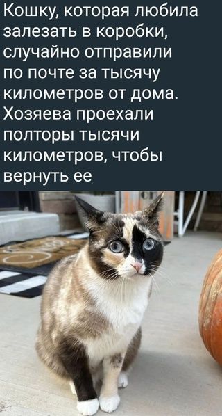 Кошку которая любила залезать в коробки случайно отправили по почте за тысячу километров от дома Хозяева проехали полторы тысячи километров чтобы ВЭРНУТЬ ее