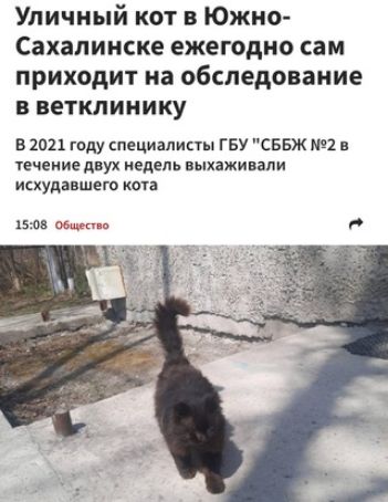 Уличный кот в Южно Сахалинске ежегодно сам приходит на обследование в ветклинику В 2021 году специалипы ГБУ СББЖ 2 в течеиие двух недель выхаживали исхудавшет ката яме за в