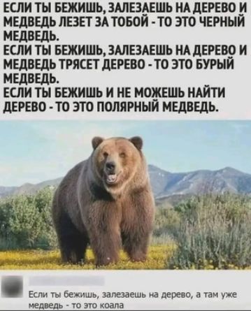 если ты ьежишьдшешшь НА дерево и медведь лезет здтовой то это черный МЕДВЕДЬ если ты вежишьмлездешь НА дерево и медведь трясет дерево то это БУРЫЙ МЕДВЕДЬ еспиты вежишь и не можешь ншти дерево то это полярный МЕДВЕДЬ о а медведь _ то это хвала