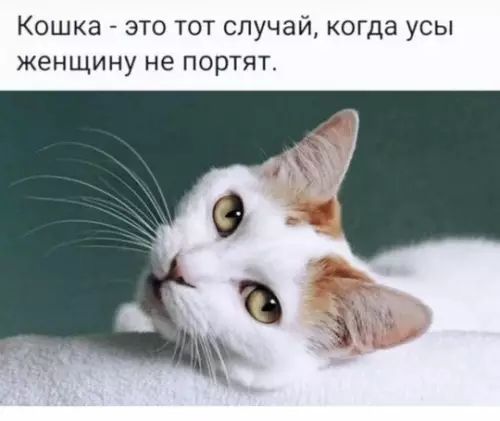 Кошка это тот случай когда усы Женщину не ПОРТЯТ