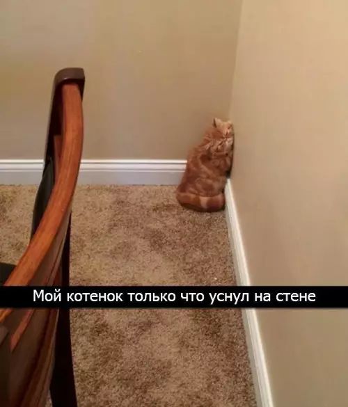 Мой котенок только что уснул на стене