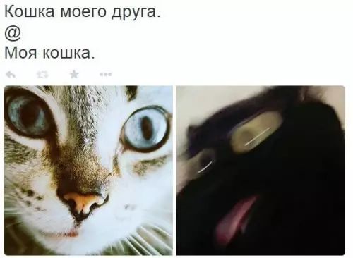 Кошка моего ЦРУГа Моя кошка