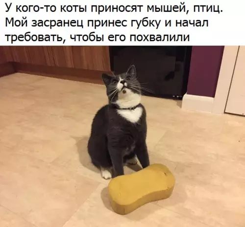 У кого то коты приносят мышей птиц Мой засранец принес губку и начал требовать чтобы его похвалили