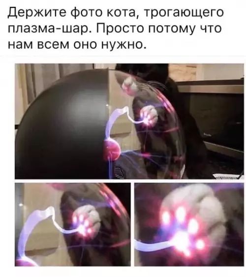 Держите Фото кота трогающего плазмашар Просто потому что нам всем оно нужно
