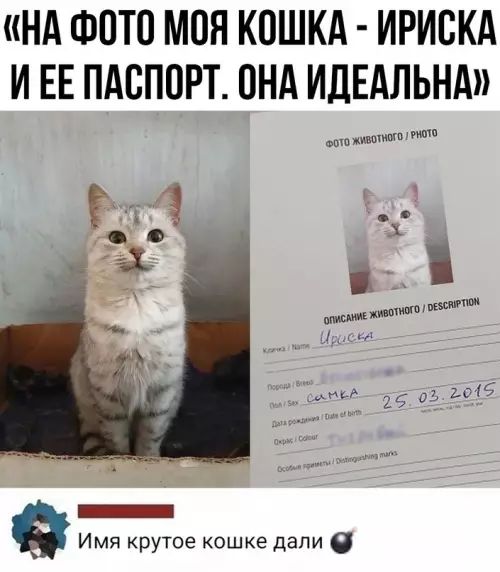 НА ФОТО МОН КОШКА ИРИВКА И ЕЕ ПАСПОРТ ПНА ИДЕАЛЬНА Имя крутое кошке дали в
