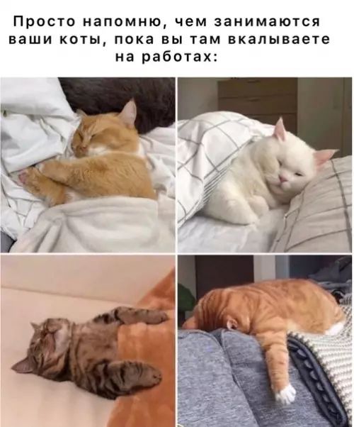 ПРОСТО напомню ЧЕМ ЗЗНИМЗЮТСЯ ваши коты пока вы там вкалываете на работах