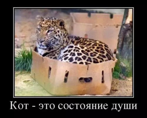 КОТ _ ЭТО СОСТОЯНИС ДУШИ