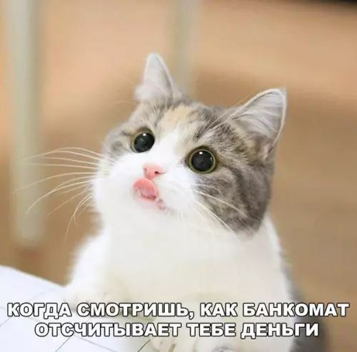 КЭГДА ФТСЧИТЫ