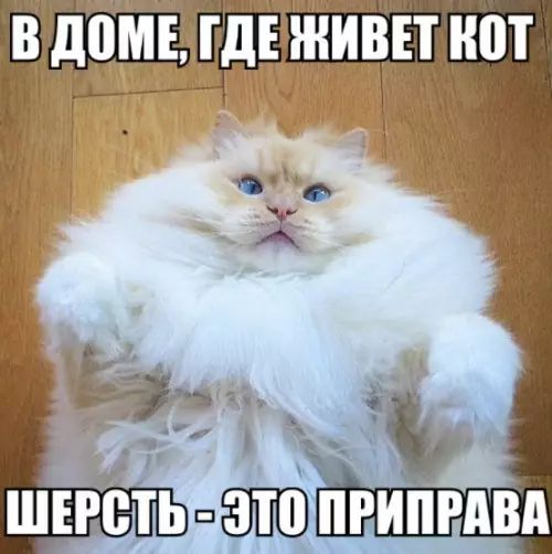 В д0МЕ ГДЕ ЖИВЕТ ШП