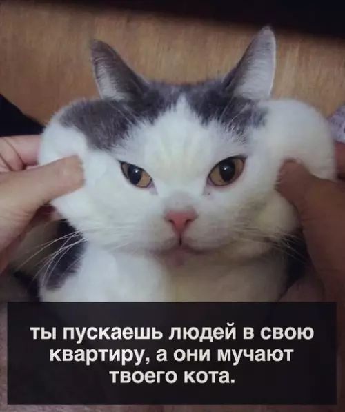 ты пускаешь людей в свою квартиру а они мучают твоего кота