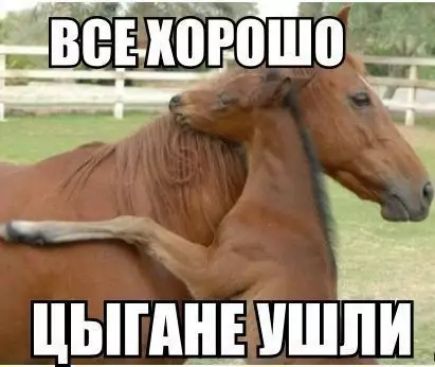 т _ЦЫПШЕ УШЫ