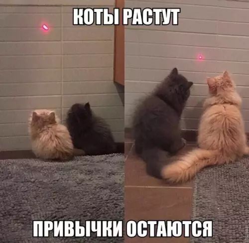 НПТЫ РАСТИ ПРИВЫЧКИ ПВТПЮШЯ