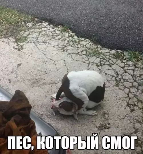 ч ПЕС КОТО