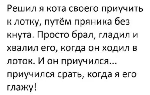 Решил я кота своего приучить к лотку путём пряника без кнута Просто брал гладил и хвалил его когда он ходил в поток И он приучился приучился срать когда я его глажу