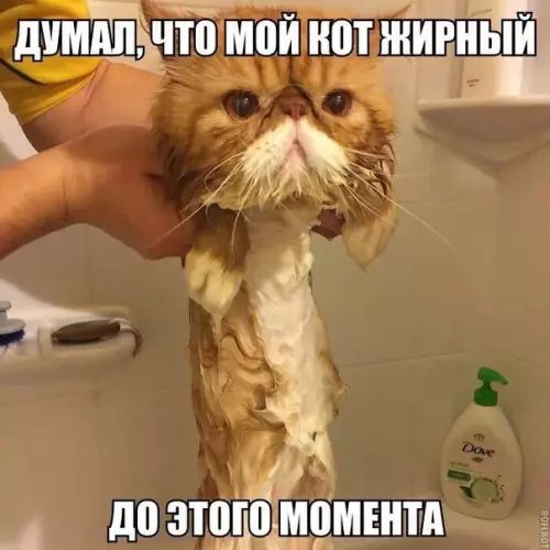 ШШШ что мои ШП ШИРЕНЬИ к я і 7 _ до зтпддщЦшнп