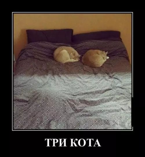 ТРИ КОТА