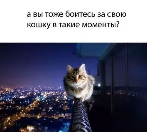 а ВЫ ТОЖЕ боитесь за СВОЮ КОШКУ В такие моменты